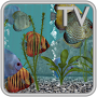 icon Discus Fish Aquarium TV(Discus Fish Aquarium TV Live)