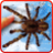 icon Spider wallpaper(Aranha, ao vivo papel de parede) 1.1.0.23