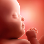 icon Pregnancy(Gravidez App Baby Tracker)