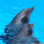 icon Dolphin sound to relax(Golfinhos - som para relaxar)