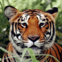 icon Tiger Wallpapers (Papéis de Parede de Tigre)