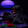 icon Black Swan Live Wallpaper(Cisne Negro Papel De Parede Animado)