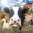 icon FarmRace(Corrida na Fazenda) 14.0