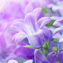 icon Lilac Flowers Live Wallpaper(Flores Lilás Papel de Parede Vivo)
