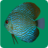 icon com.geliosoft.discusfishaquariumtv(Discus Fish Aquarium TV Live) 1.2.1