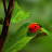 icon Ladybug Wallpapers(de parede para joaninhas) 3.0.1
