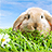 icon Rabbit Live Wallpaper(Coelho Papel de Parede Vivo) 2.11