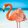 icon The Flamingo (O Flamingo
)