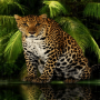 icon Angry Forest Leopard LWP(Leopardo da floresta com raiva LWP)