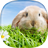 icon Rabbit Live Wallpaper(Coelho Papel de Parede Vivo) 2.3