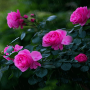 icon Rainy Pink Flowers LWP(Flores cor-de-rosa chuvosas LWP)