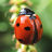 icon Ladybug Wallpaper(de parede para joaninhas) 2.0.0