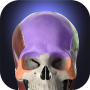 icon Anatomyka - 3D Anatomy Atlas (Anatomyka - 3D Anatomy Atlas
)