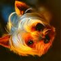 icon GOOD BOY dog pictures and wallpapers HD(GOOD BOY imagens e papéis de parede de cães HD
)