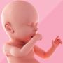 icon Pregnancy(Paternidade Rastreador de Gravidez e Dia a Dia)