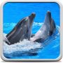 icon Dolphins Live Wallpaper(Golfinhos papel de parede ao vivo)