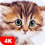 icon Cute Animal Wallpapers 4K ()