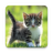 icon com.livewallpapers3d.cats(Gato papel de parede ao vivo) 1.1.0