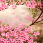 icon Spring Flowers Live Wallpaper(Flores Da Primavera Papel De Parede Animado)