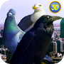 icon City Birds Simulator (Simulador de Aves da Cidade)