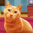 icon My Little Kitten Cat Simulator(My Little Kitten Cat Simulator
) 1.0.2