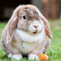 icon Rabbit sounds (Coelho soa)