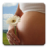 icon ru.fedr.pregnancy(Calendário da gravidez) 2.3.4