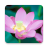 icon Lotus(Lotus Live Wallpaper) 1.0.8