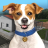 icon Animal Shelter Simulator(Animal Shelter Simulator
) 1.072