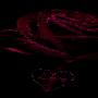 icon com.dakshapps.purpleroselove(Rosa roxa amor LWP)