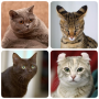 icon Cats(Cat Breeds Quiz - Jogo sobre C
)