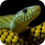 icon Snake Wallpapers (Papéis de Parede de Serpente)