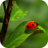 icon Ladybug Wallpapers(de parede para joaninhas) 1.0