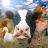 icon FarmRace(Corrida na Fazenda) 19.0
