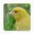 icon Canary sounds(Sons de Canário. músicas legais.) 1.14