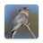 icon Cuckoo Bird Sounds(Cucos Sons de pássaros) 2.15