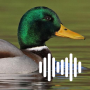 icon Duck Calls(Chamadas de caça ao pato
)