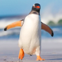 icon Talking Penguin(Falando Pinguim
)