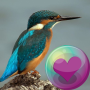 icon Colorful Hummingbirds(Papel de Parede de Beija-Flores HD)