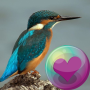 icon Hummingbirds HD Wallpaper (Papel de Parede de Beija-Flores HD)