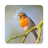 icon Sounds of birds. Songs and bird tones(Sons de pássaros. Boas músicas.) 1.19