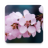 icon Cherry Blossom Live Wallpaper(Papel de Parede Vivo Flor de Cerejeira) 1.0.7
