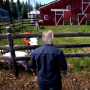 icon ranch simulator walkthrough(Ranch Simulator Passo a passo
)