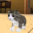 icon Kitten Cat Simulator(Kitten Cat Simulator 3D Craft) 2.0.4