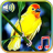 icon Birds sounds ringtones(Pássaros Sons Ringtones e Wallpapers) 1.3