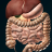 icon Organs 3D Anatomy(Órgãos Internos em Anatomia 3D) 2.9.3