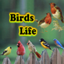 icon Birds Life (Vida dos pássaros)