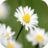 icon Daisy Wallpapers(Papéis de Parede de Margarida) 1.0