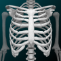 icon Human skeleton Anatomy(Sistema Ósseo em 3D (Anatomia))