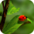 icon Ladybug Wallpapers(de parede para joaninhas) 1.0